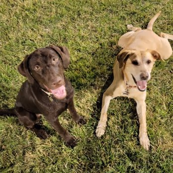 Desert Breeze Dog Park photo 2